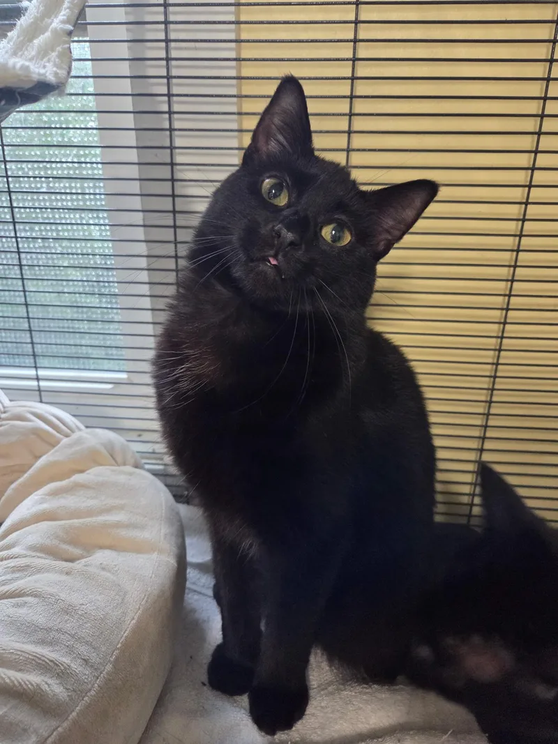 A baby medium-sized male Domestic Short Hair cat named Juicy Pear for adoption in Warwick, RI