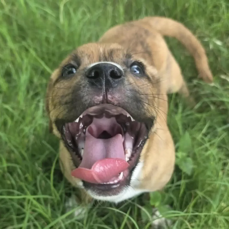 A baby medium-sized male Brindle Pit Bull Terrier dog named Santos for adoption in Bryan, TX