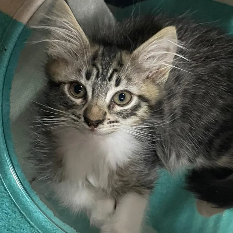 A baby small-sized male Brown / Chocolate Domestic Long Hair cat named Leonidas for adoption in Simi Valley, CA