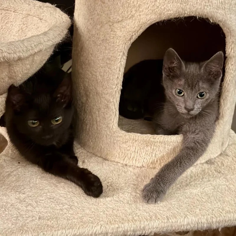 A baby small-sized male Gray / Blue / Silver Domestic Short Hair cat named Shadow for adoption in Los Angeles, CA