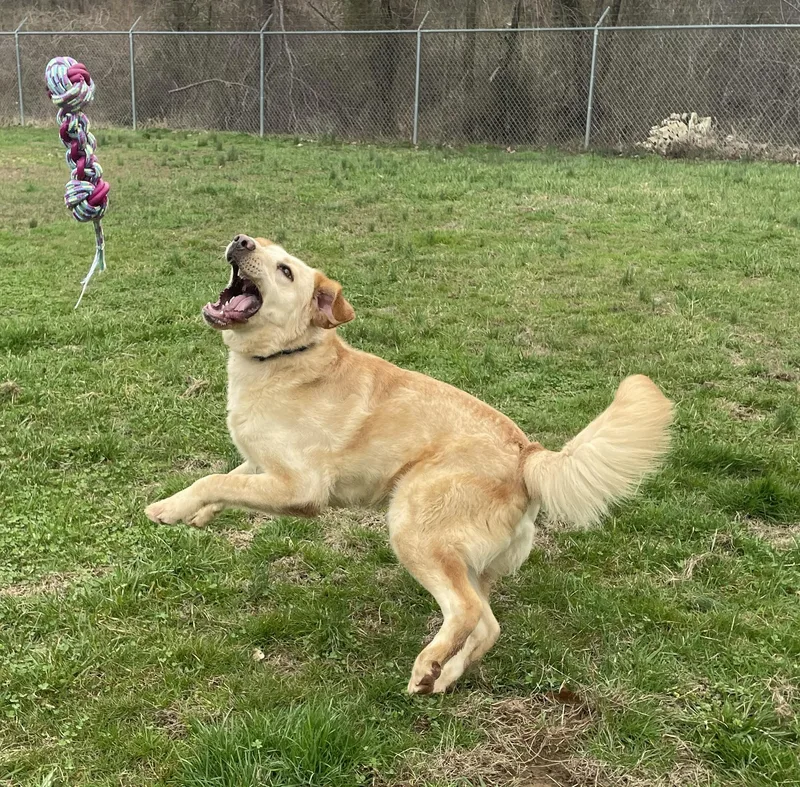 A young large-sized male Mixed Breed dog named Maximus for adoption in Point Pleasant, WV
