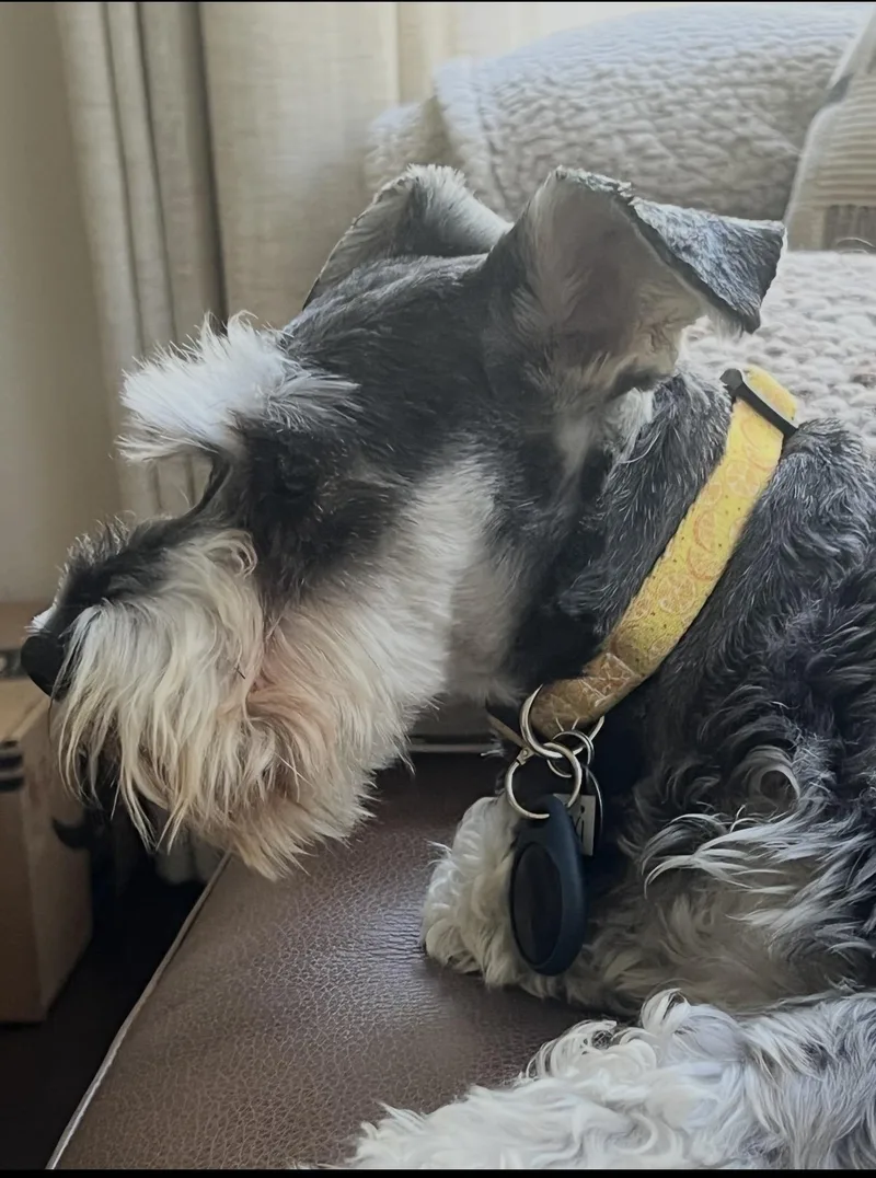 An adult small-sized male Bicolor Miniature Schnauzer dog named Lexi  The Stunning for adoption in Citrus Heights, CA