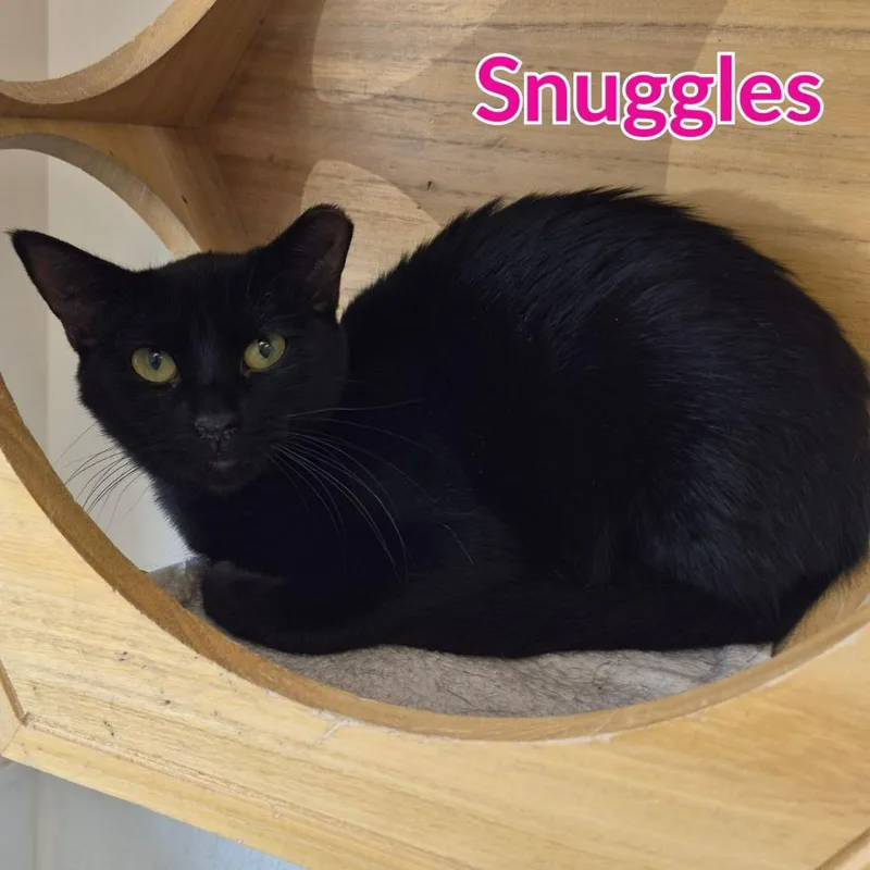 A baby medium-sized female Domestic Short Hair cat named Snuggles for adoption in North Saint Paul, MN