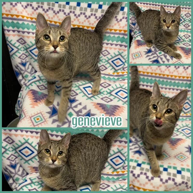 A young large-sized female Brown / Chocolate Domestic Short Hair cat named Genevieve for adoption in Naperville, IL