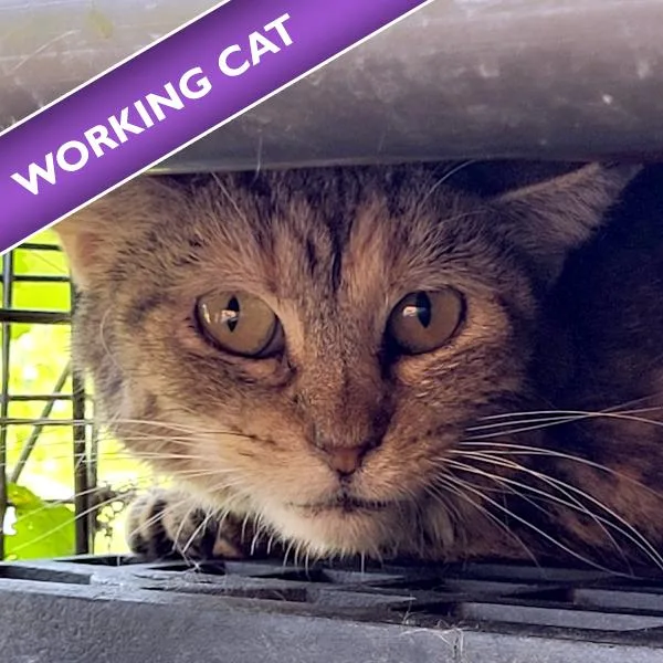 An adult small-sized female Domestic Short Hair cat named Baby for adoption in Des Moines, IA