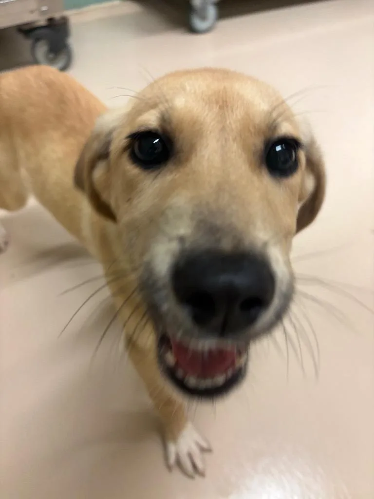 Honeysuckle thumbnail 2