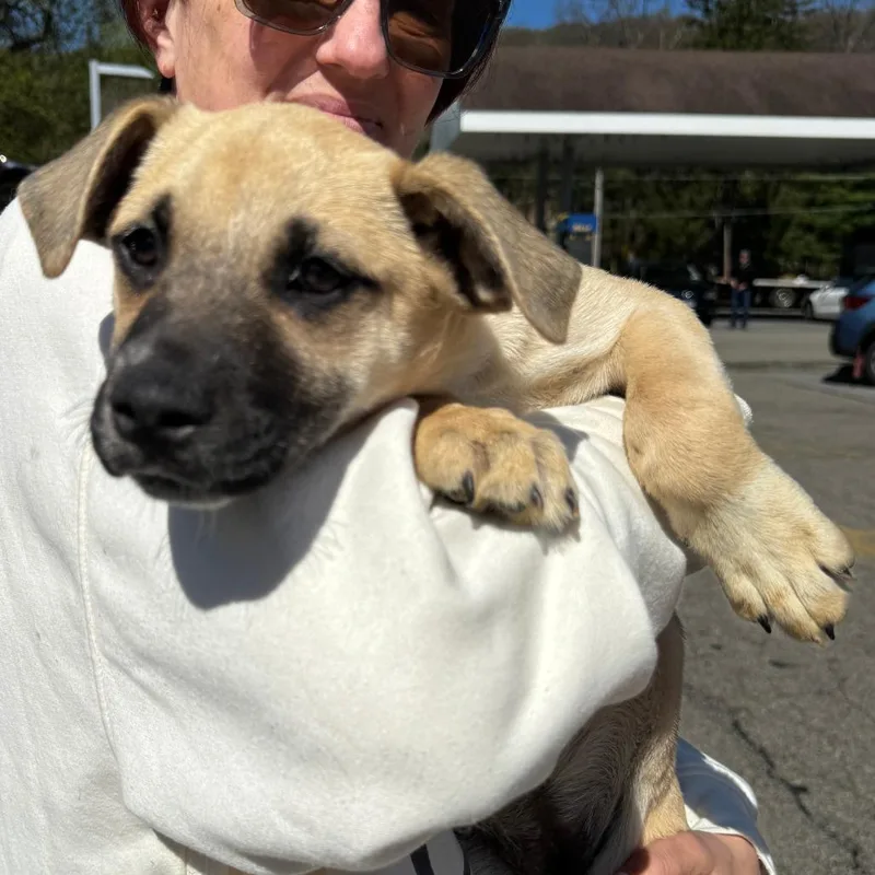 A baby medium-sized female Yellow / Tan / Blond / Fawn Treeing Walker Coonhound dog named Ny Lakely Avail Apr for adoption in Stormville, NY