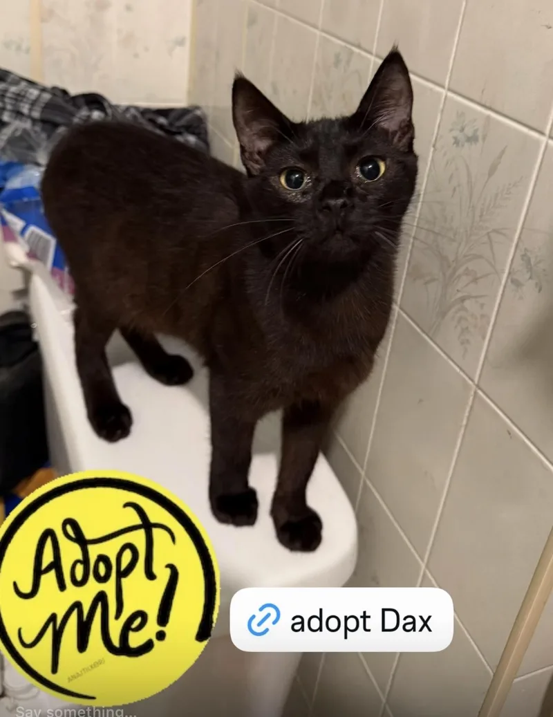 Dax aka Babyface