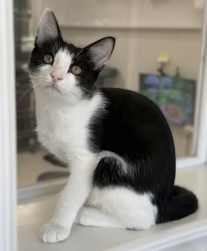 Tuxie and Stitch