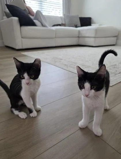 Tuxie and Stitch thumbnail 2