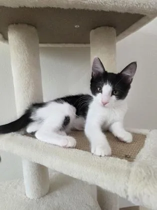 Tuxie and Stitch thumbnail 3