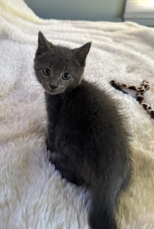 An adult medium-sized female Gray / Blue / Silver Domestic Short Hair cat named Stargazer for adoption in North Babylon, NY