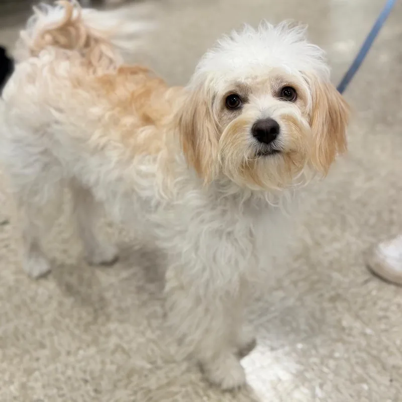 A young small-sized female White / Cream Maltese dog named Tinka for adoption in Phoenix, AZ