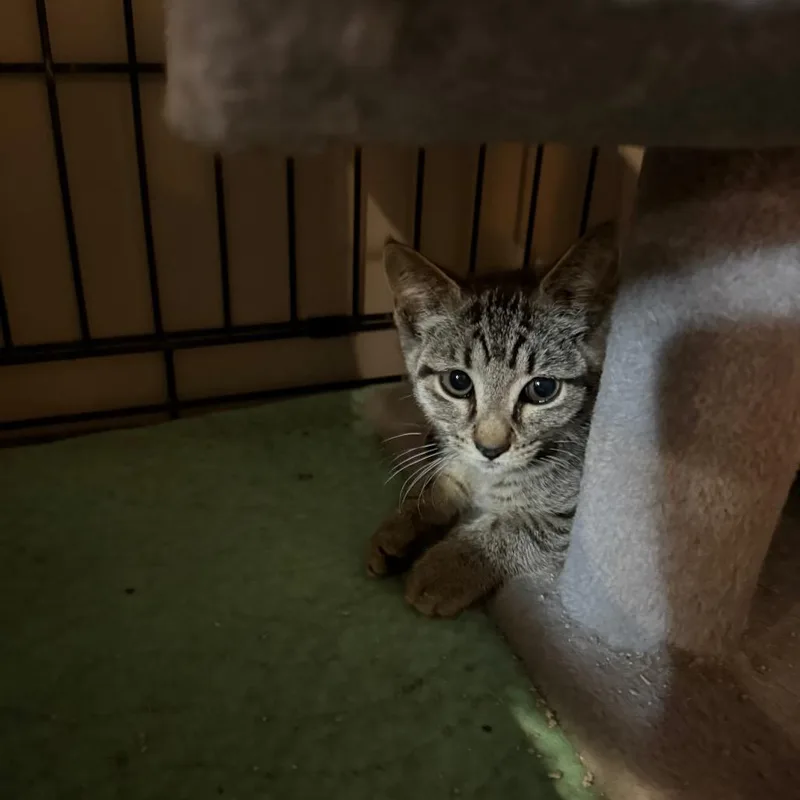 A baby small-sized female Brown / Chocolate American Shorthair cat named Trixie for adoption in Irwin, PA