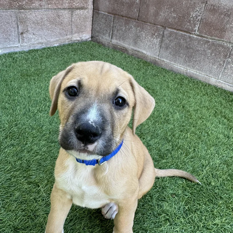 A baby large-sized male Mixed Breed dog named Mercury for adoption in Henderson, NV