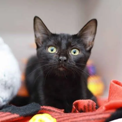 A baby small-sized male Black Domestic Short Hair cat named Lucky for adoption in Atlanta, GA