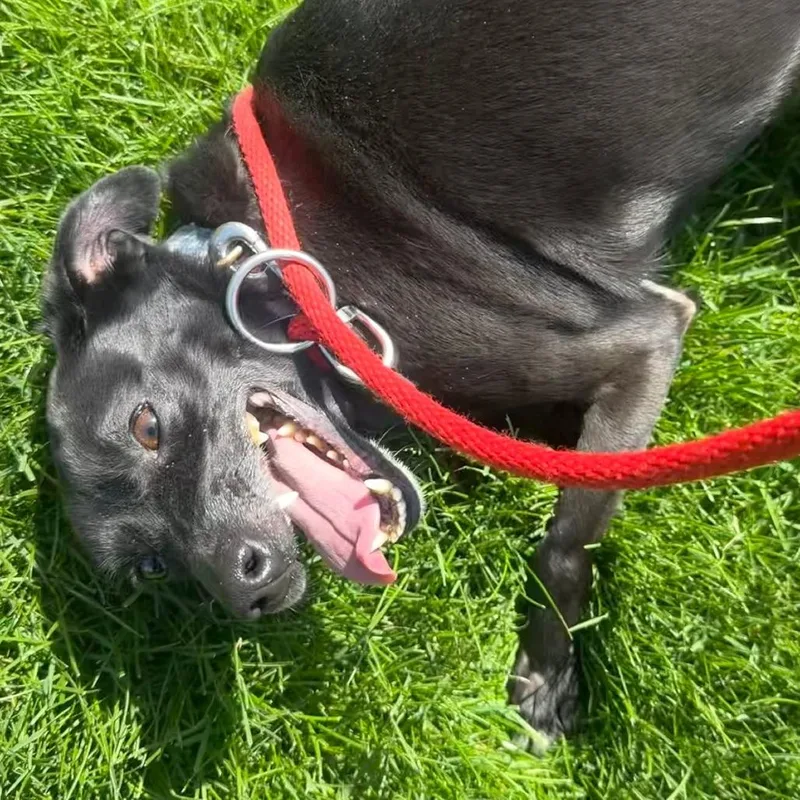 An adult small-sized female Black Mixed Breed dog named Sombra for adoption in Grand Rapids, MI