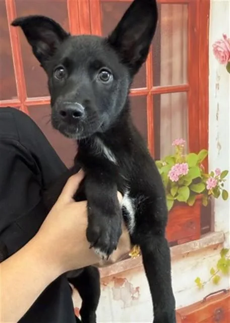 A baby small-sized female Labrador Retriever dog named Juju for adoption in San Bernardino, CA