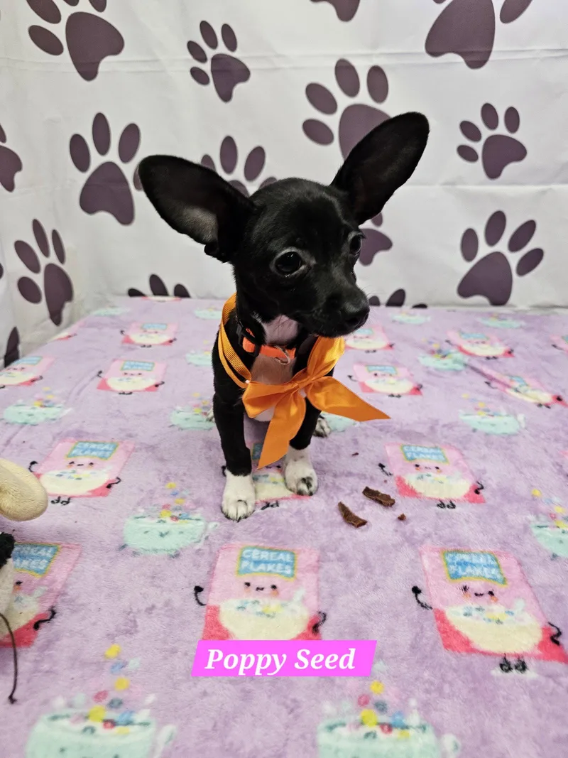 A young medium-sized female Chihuahua dog named Poppy Seed for adoption in Metairie, LA