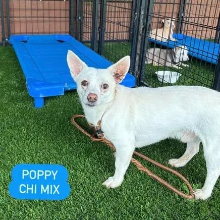 Poppy