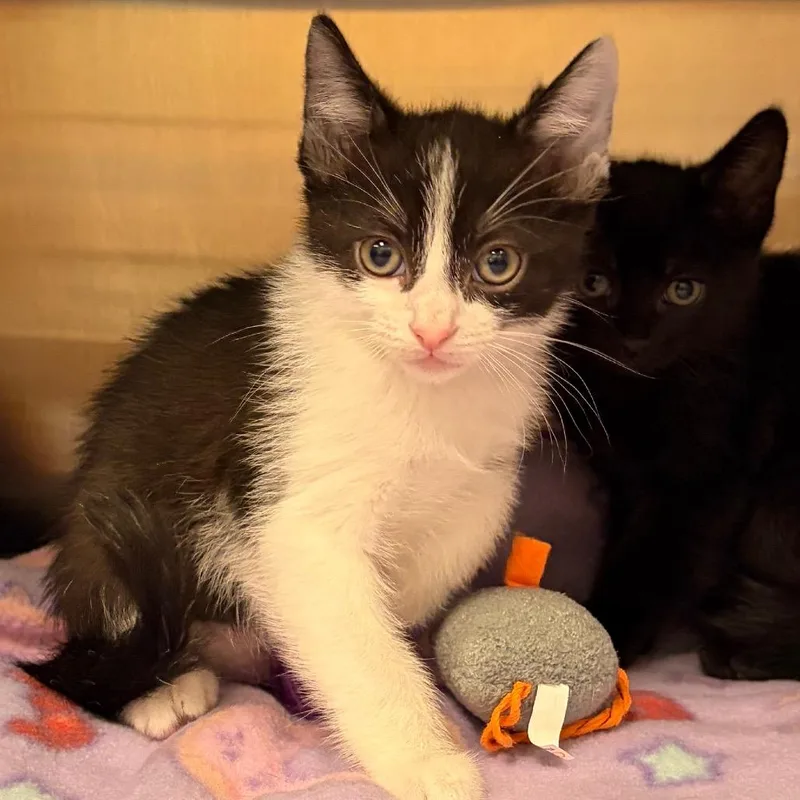 A baby small-sized male Black Domestic Short Hair cat named Lovebug for adoption in Keizer, OR