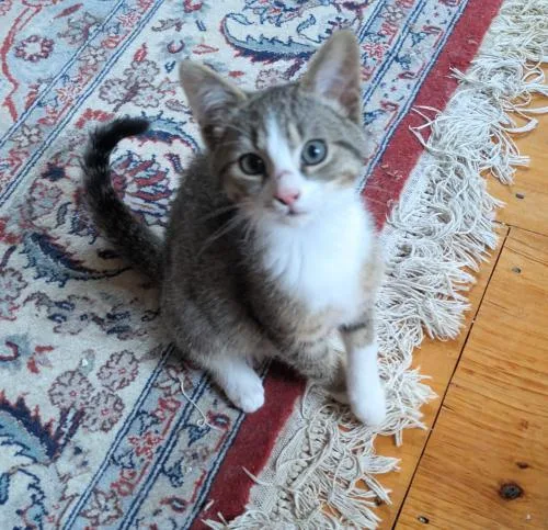 A baby small-sized male Domestic Short Hair cat named Doc for adoption in St. Johnsbury, VT