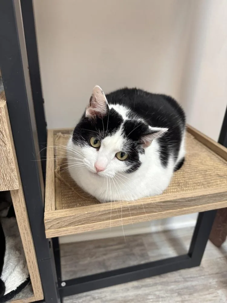 An adult large-sized female Black & White / Tuxedo Domestic Short Hair cat named Cookie for adoption in Greensburg, PA