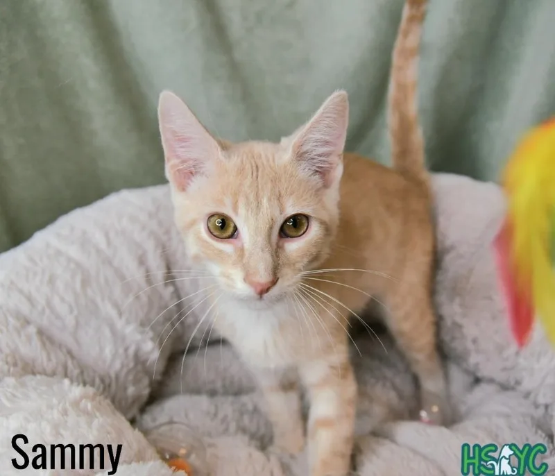 A baby medium-sized male Domestic Short Hair cat named Sammy for adoption in Fort Mill, SC