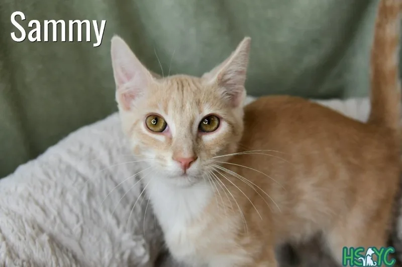 Sammy thumbnail 2