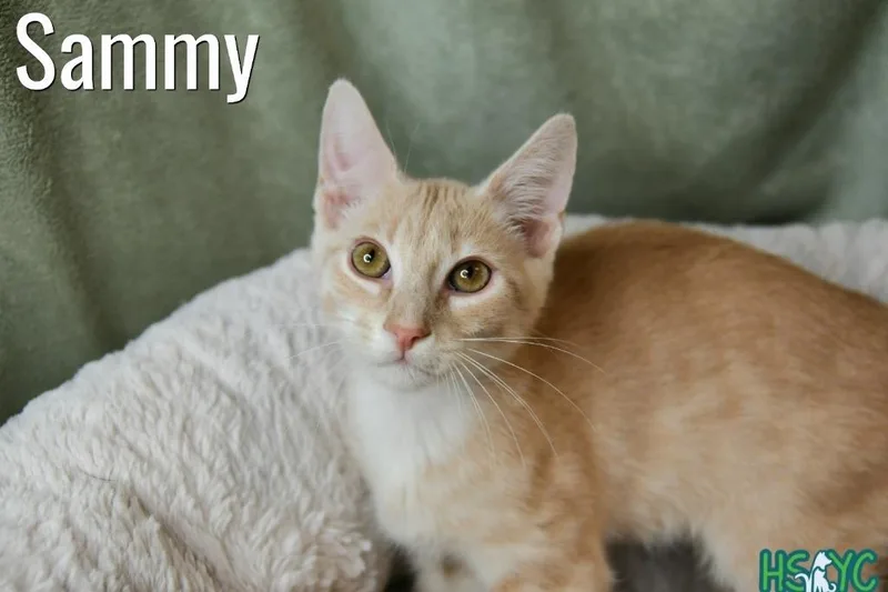 Sammy thumbnail 3