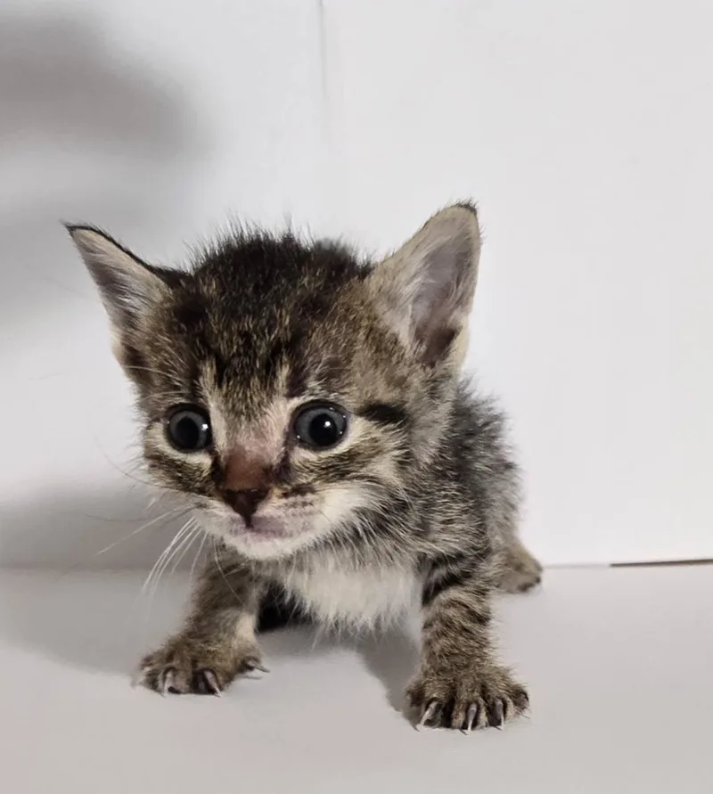 A baby medium-sized female Tabby (Brown / Chocolate) Tabby cat named Milan for adoption in Trophy Club, TX