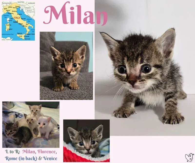Milan thumbnail 5