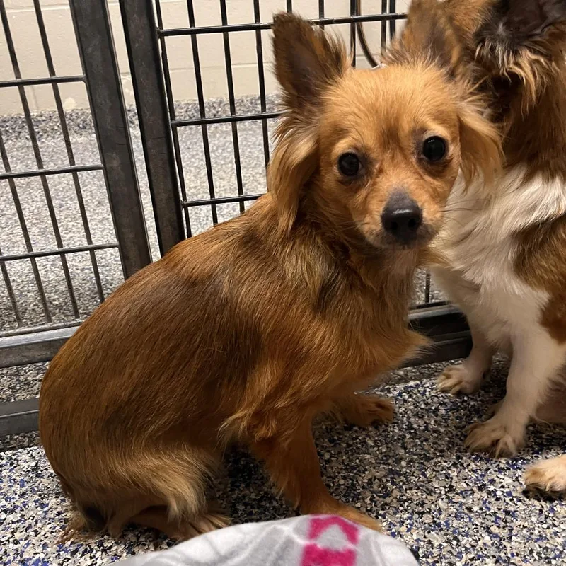 An adult small-sized male Yellow / Tan / Blond / Fawn Mixed Breed dog named Graham for adoption in Fairport, NY