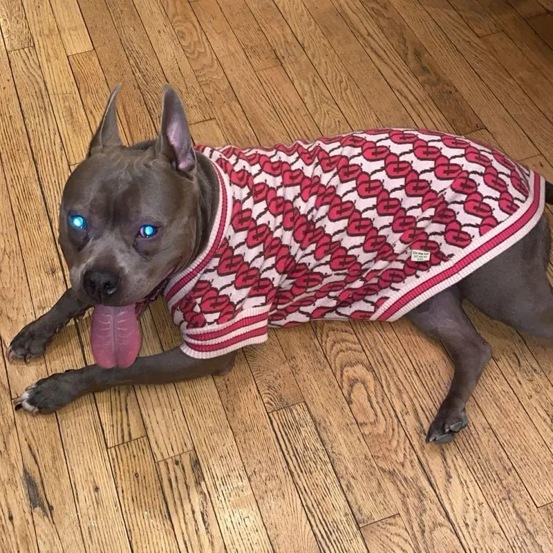 An adult small-sized female Gray / Blue / Silver American Bulldog dog named Blue Sapphire Santiago  for adoption in South Elgin, IL