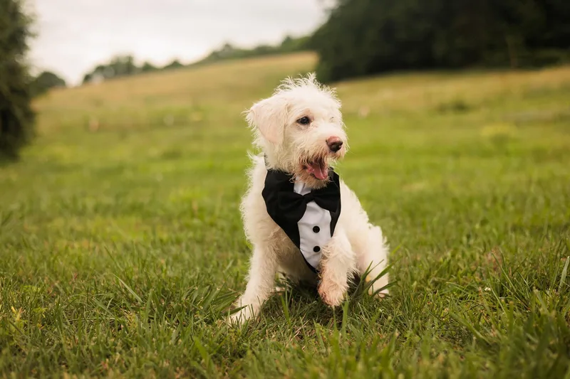 A young small-sized male White / Cream Terrier dog named Winston Transport for adoption in Gradyville, KY