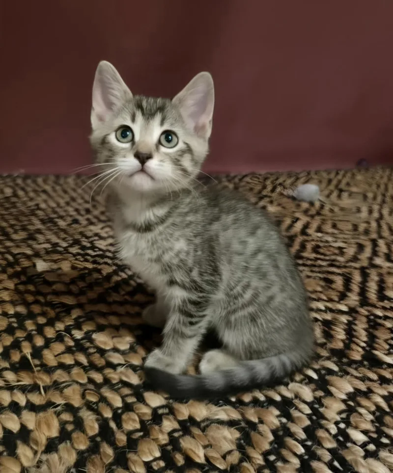 A baby medium-sized male Tabby (Brown / Chocolate) Domestic Short Hair cat named Ernie for adoption in Warr Acres, OK