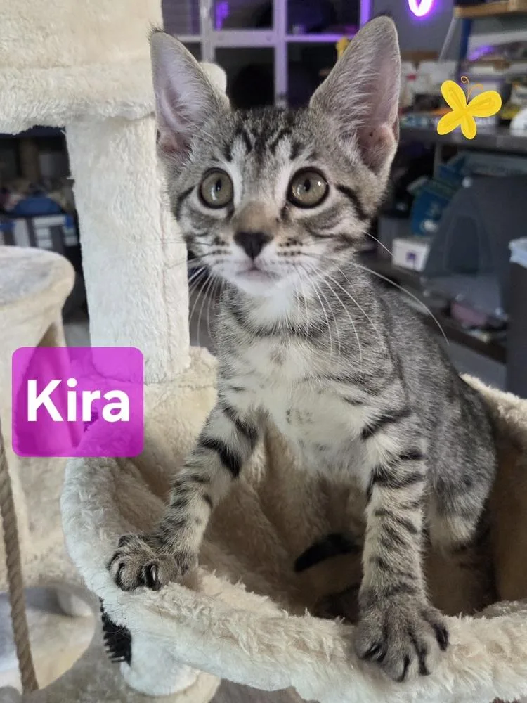A baby small-sized female Domestic Short Hair cat named Kira for adoption in Dallas, TX