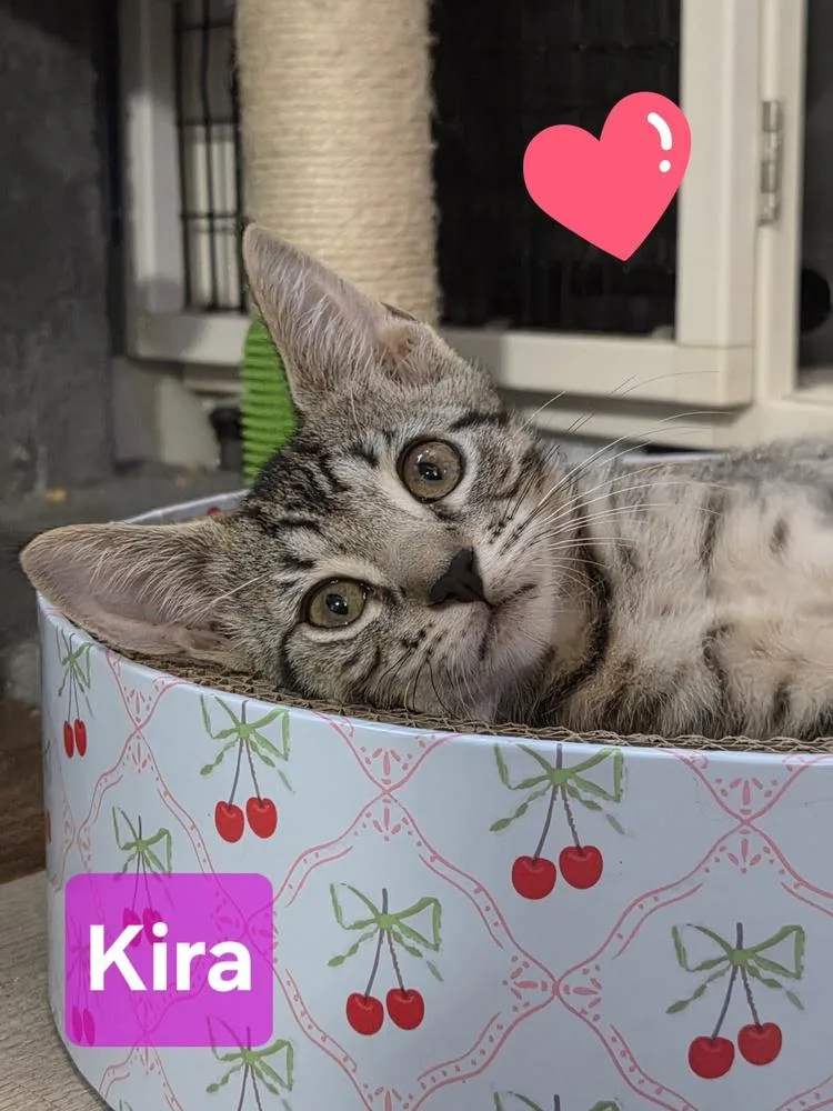 Kira thumbnail 2