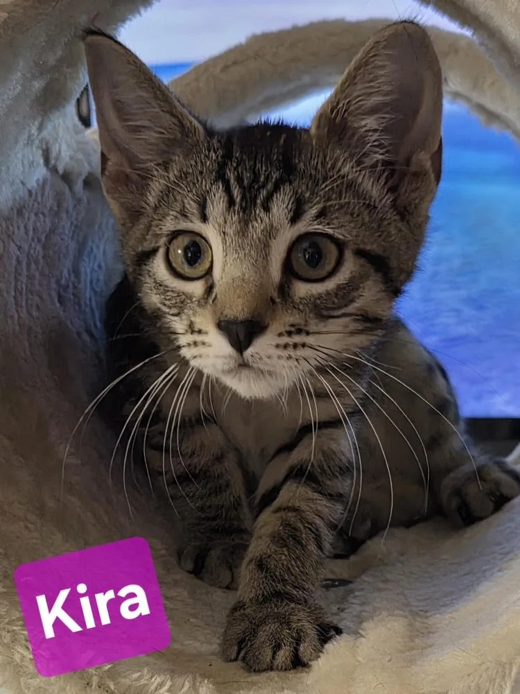 Kira thumbnail 3