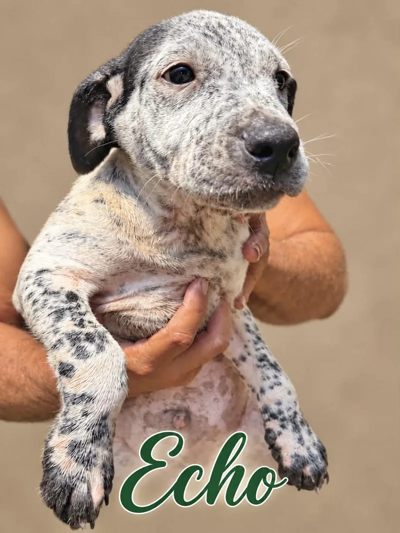 A baby medium-sized male Australian Cattle Dog / Blue Heeler dog named Echo for adoption in Manchester, CT