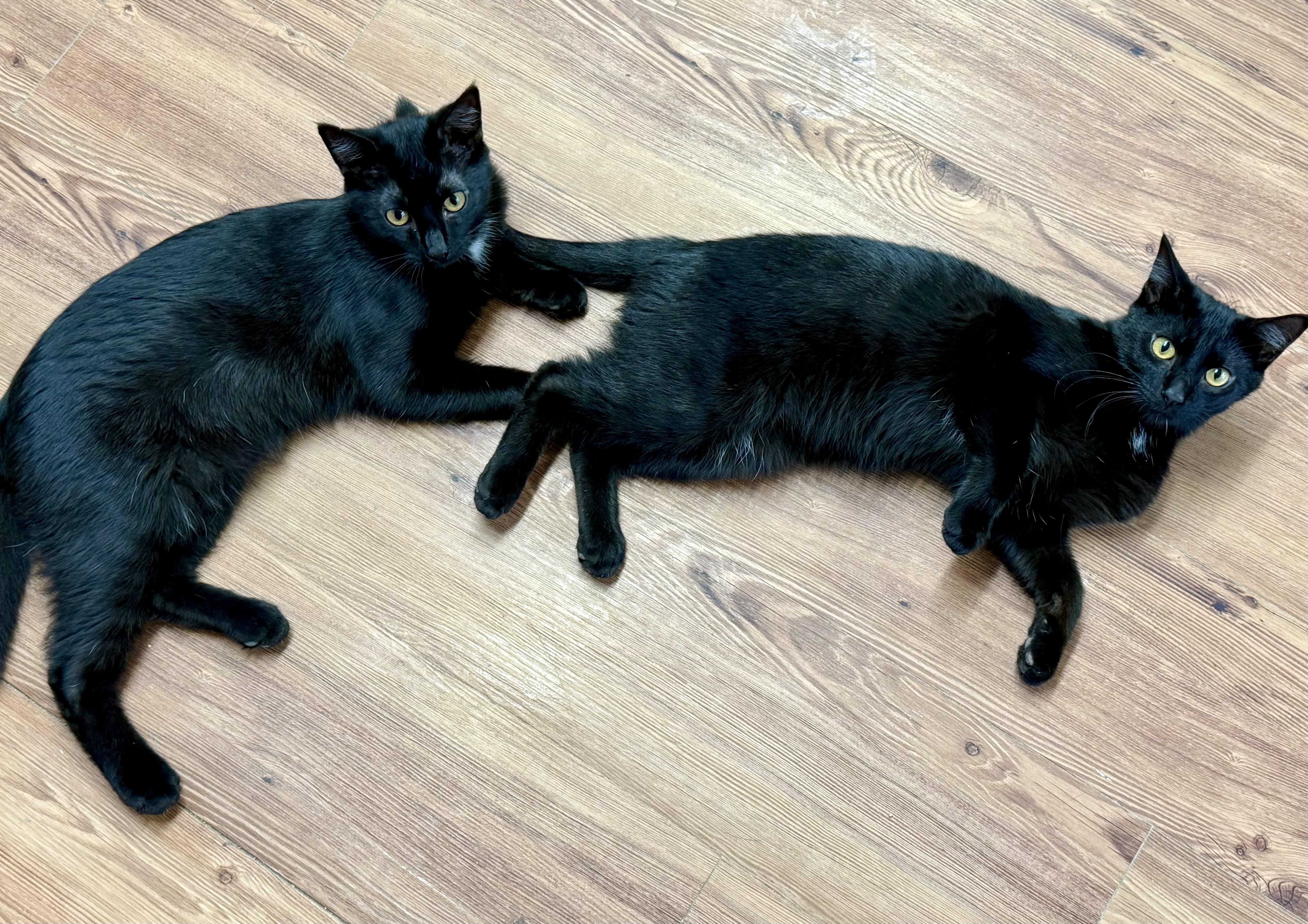 A baby medium-sized male Black Domestic Short Hair cat named Steve for adoption in Anderson, IN