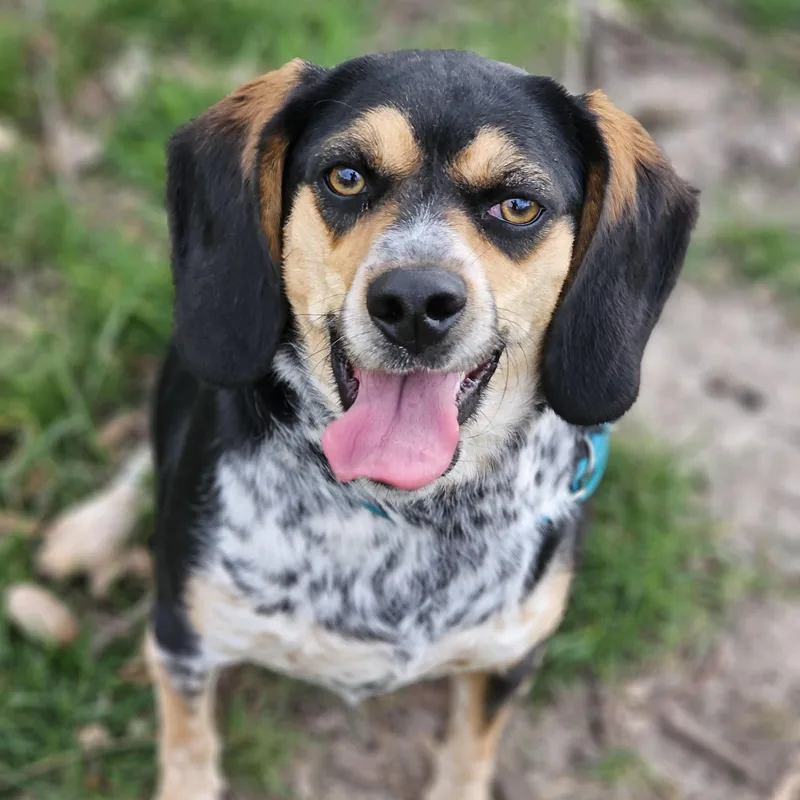 Remmy Springfield thumbnail 2