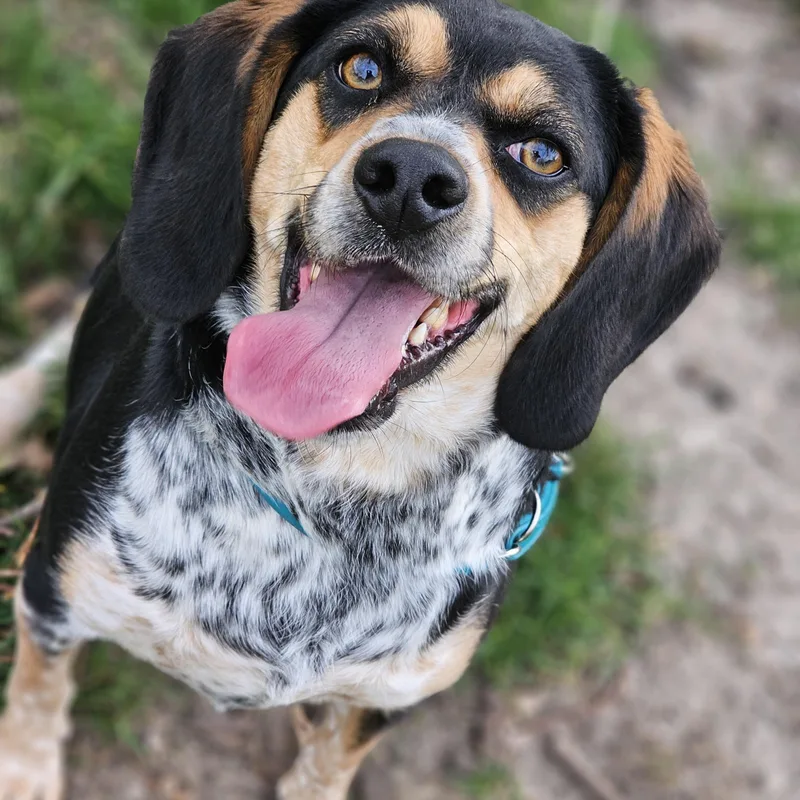 Remmy Springfield thumbnail 5