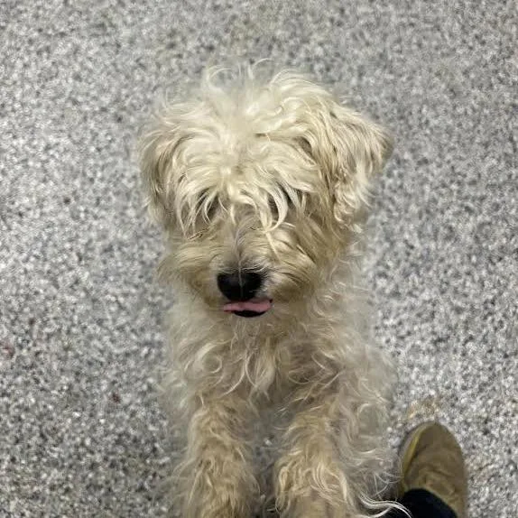 An adult small-sized female White / Cream Standard Schnauzer dog named Coco for adoption in Birmingham, AL