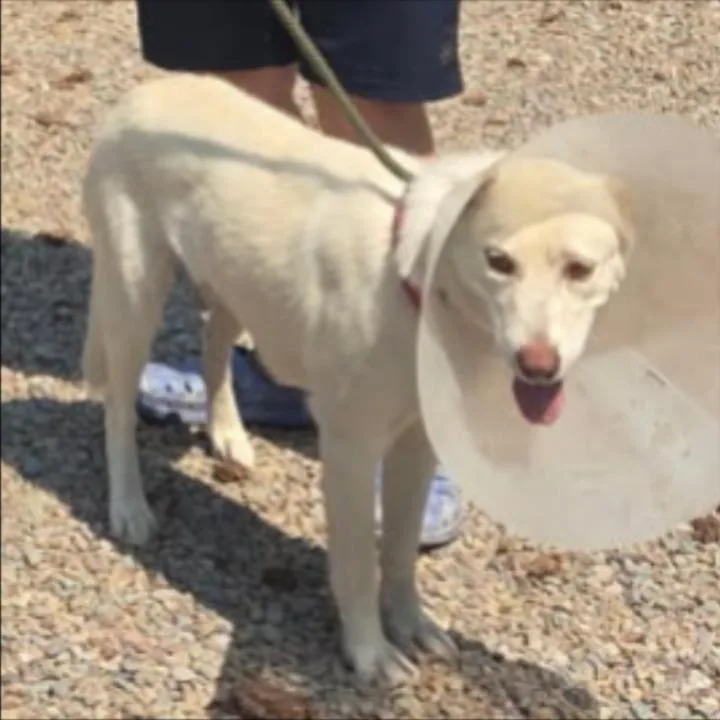 A young medium-sized female Husky dog named Kiwi for adoption in Thompson Falls, MT