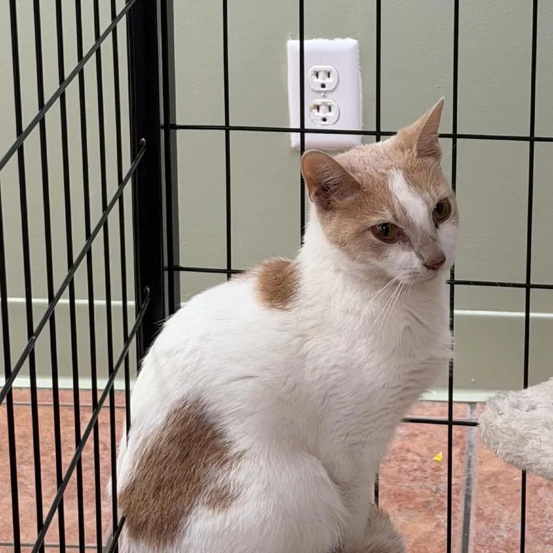 An adult small-sized female Orange / Red Domestic Short Hair cat named Polly for adoption in Chillicothe, IL