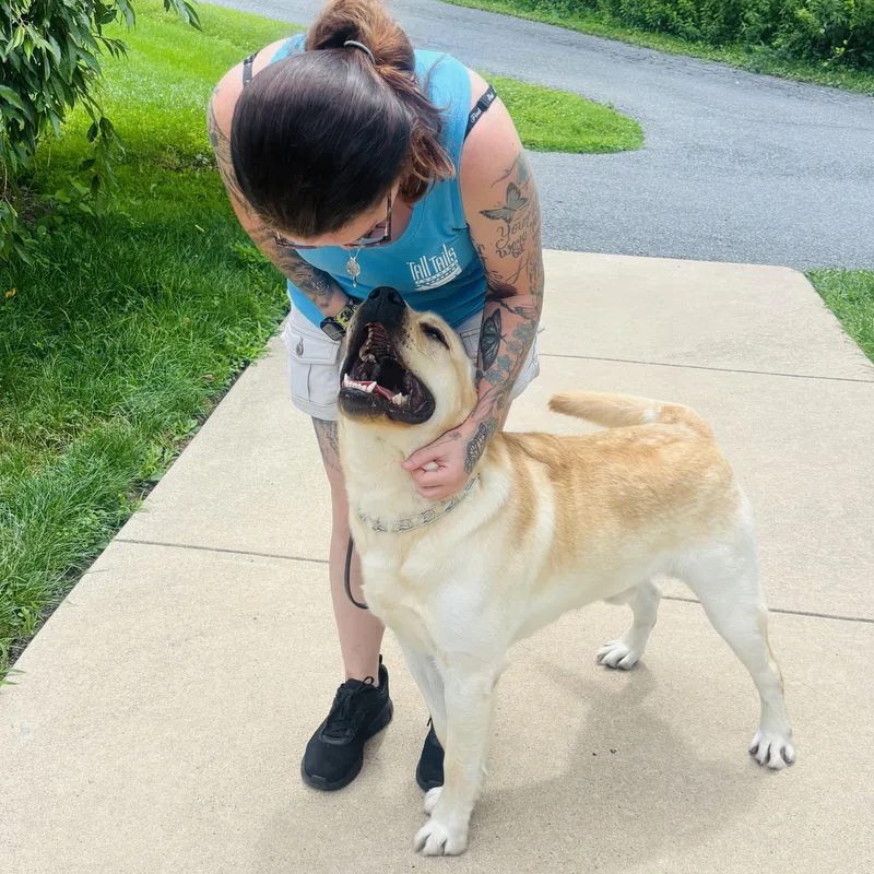 A young large-sized male Yellow / Tan / Blond / Fawn Labrador Retriever dog named Oso for adoption in Warrington, PA