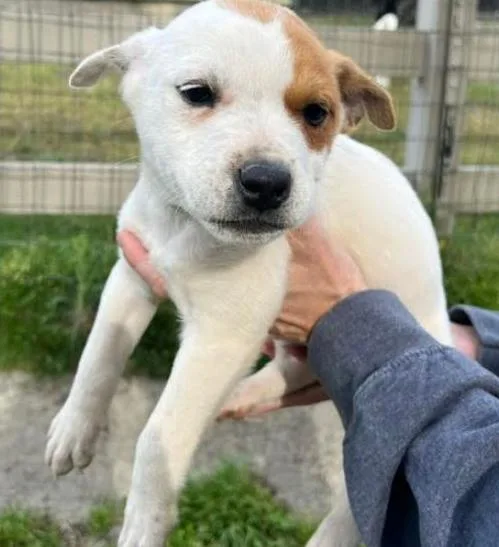 A baby medium-sized male Australian Cattle Dog / Blue Heeler dog named Jesse for adoption in Mocksville, NC