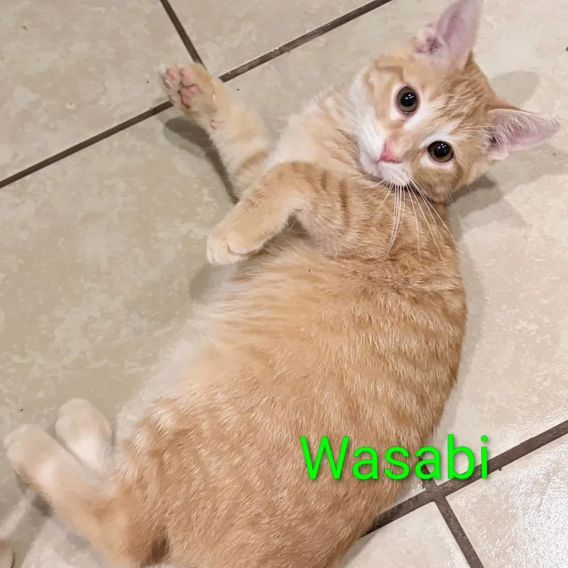 A young small-sized male Domestic Short Hair cat named Wasabi for adoption in Elwood, IN