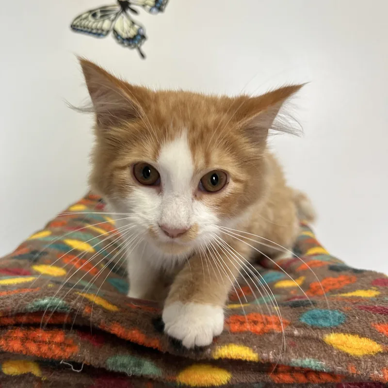 A young medium-sized male Domestic Medium Hair cat named Candy Corn for adoption in St. Clair, MI